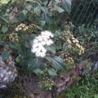 Ageratina adenophora (Spreng.) R.M.King & H.Rob.